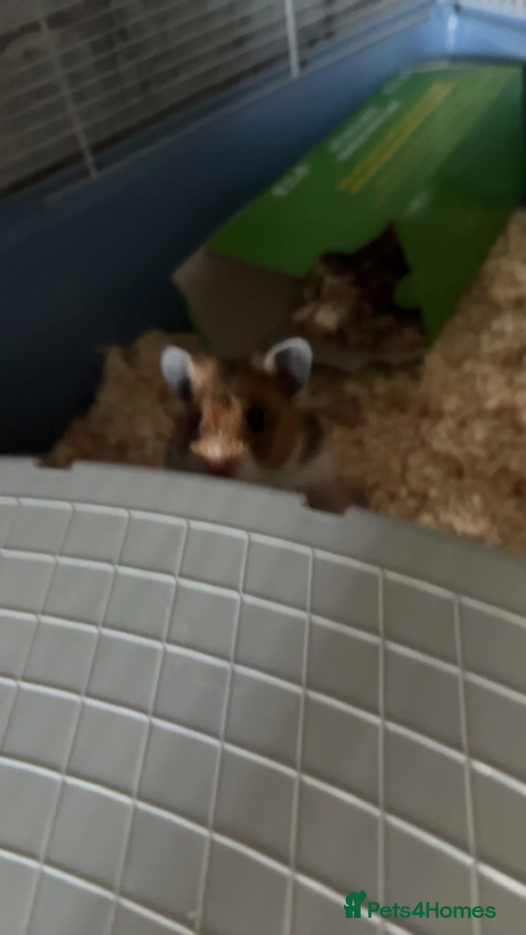 Hamster rodents for sale: Lilah  in Newcastle upon Tyne - Advert 4