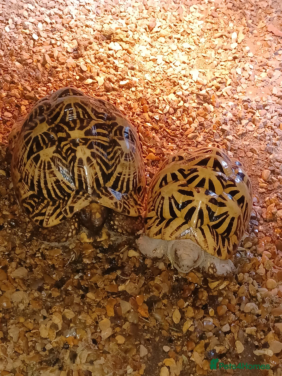 Tortoise reptiles for sale: ADULT PAIR OF INDIAN STAR TORTOISES UNRELATED  - Advert 5