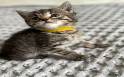 American Shorthair cats for sale: 🌟Adorable kittens now ready 4 forever home🌟 - Image 12