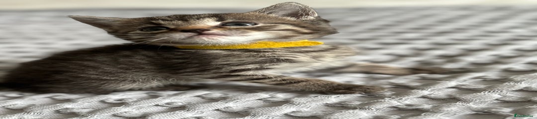 Yellow American Shorthair Kitten 9