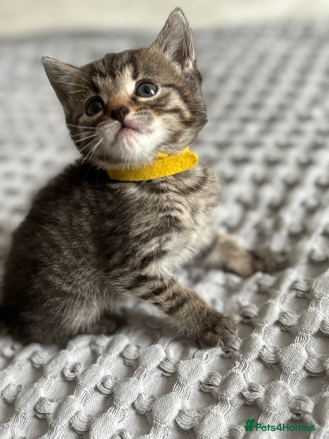 American Shorthair cats for sale: 🌟Adorable kittens now ready 4 forever home🌟 - Image 12