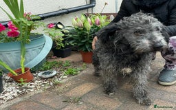 Mixed Breed dogs for adoption: Meet PERCY - a Lovely Boy for a Loving Home - Image 11