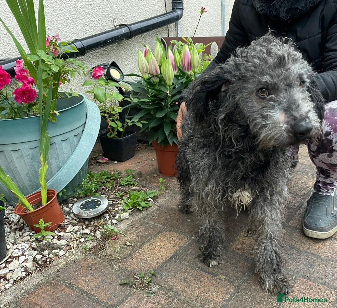 Mixed Breed dogs for adoption: Meet PERCY - a Lovely Boy for a Loving Home - Image 11