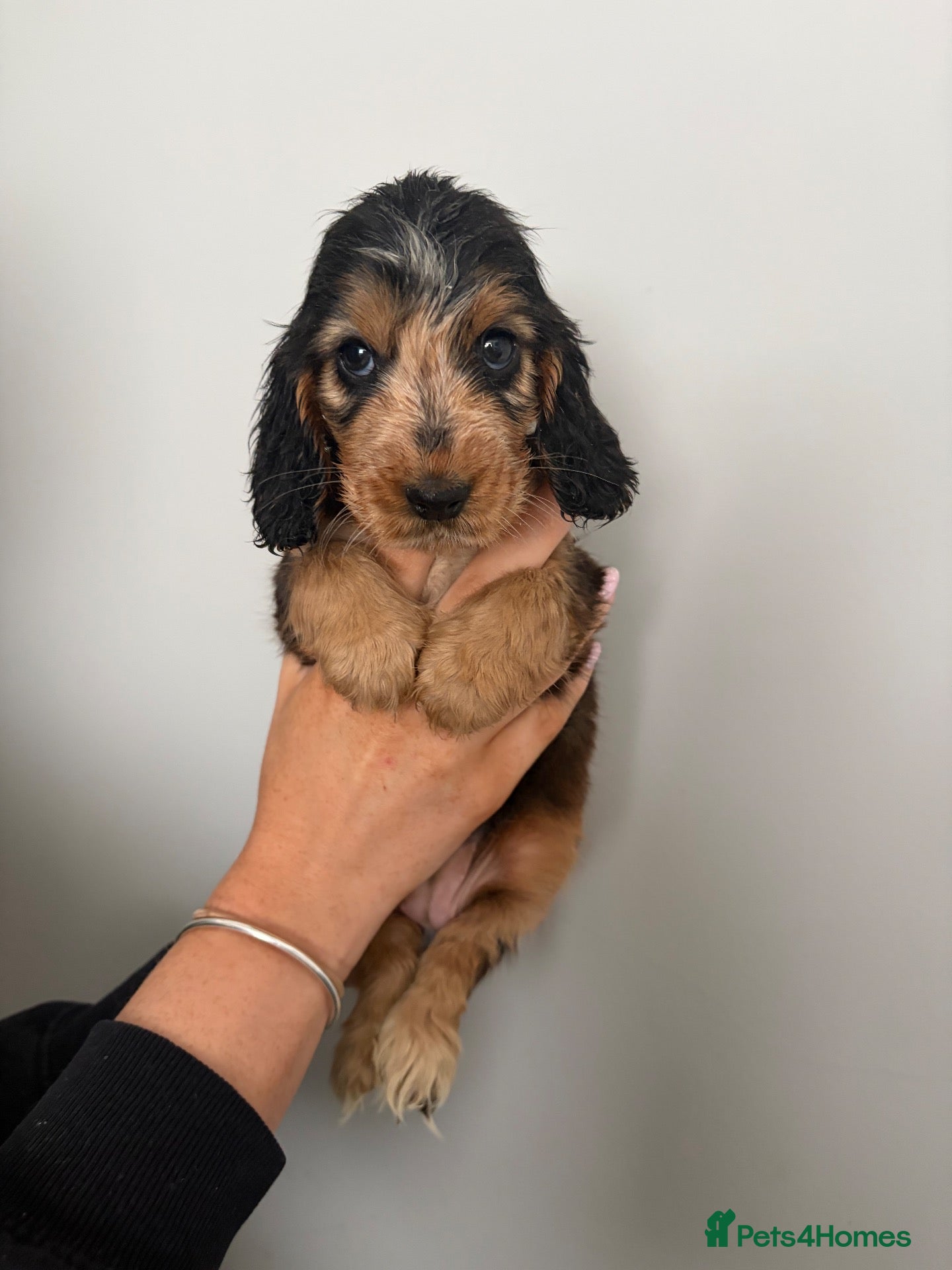 Cocker Spaniel dogs KC SHOW COCKER GIRL PUP, HEALTH TESTED PARENTS - Advert 1
