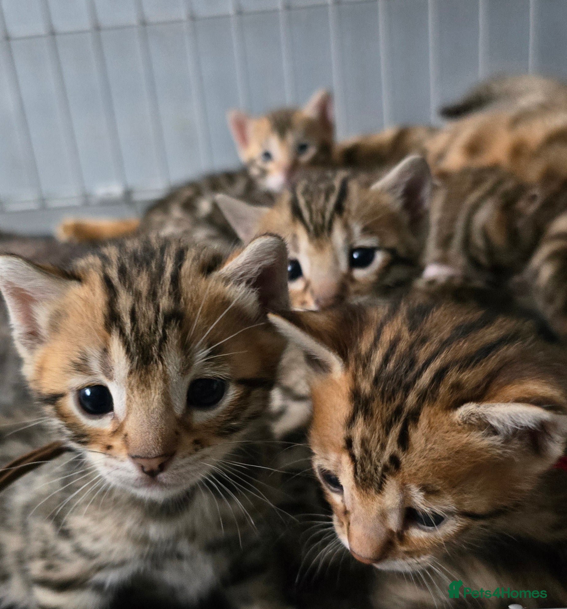 Bengal cats 3 lovely girls and 1 boy ready for reservation - Advert 11