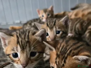 Bengal cats 3 lovely girls and 1 boy ready for reservation - Advert 11