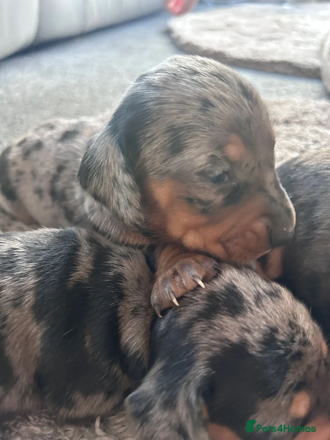 Dachshund dogs for sale: Dachshund Puppies  - Advert 1