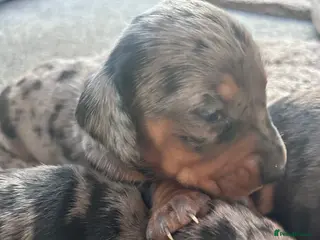 Dachshund dogs Dachshund Puppies - Advert 6