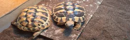 Hermann Tortoise reptiles for sale: Herman's tortoise - Advert 1