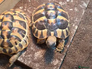 Hermann Tortoise reptiles Herman's tortoise - Advert 1