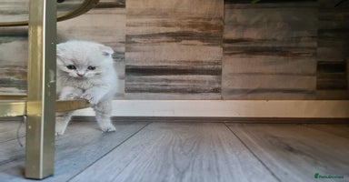British Shorthair cats - Advert 5