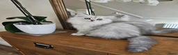 Persian cats for sale: 1 Pure Persian Chinchilla Male Kitten - Advert 12