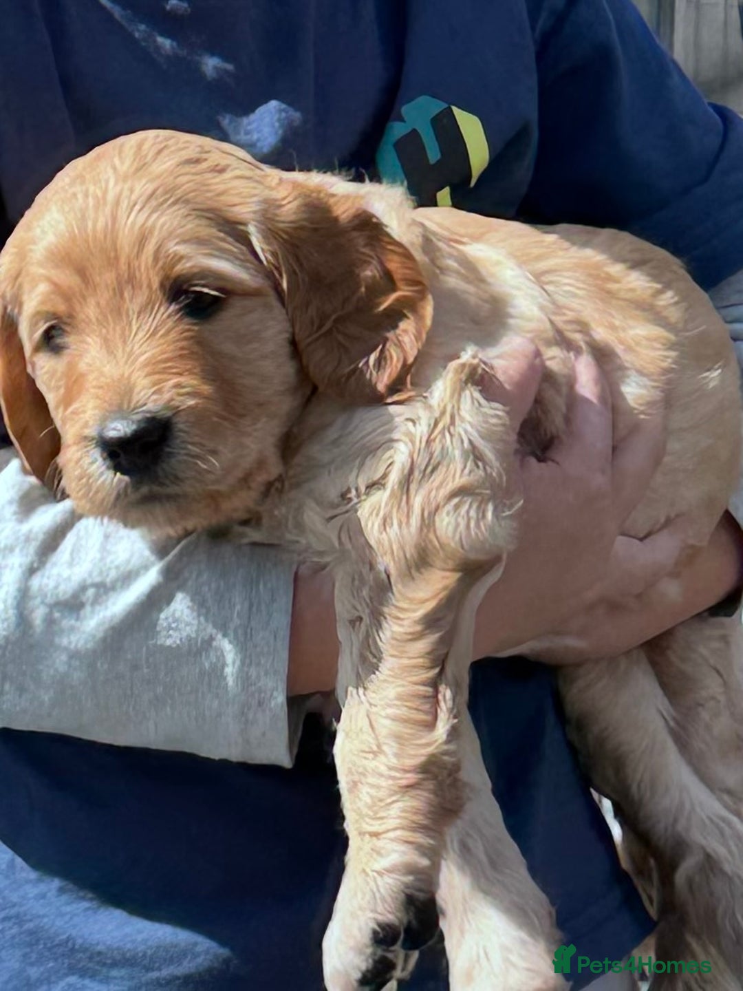 Labradoodle dogs for sale: F1b Labradoodle puppies - Image 2