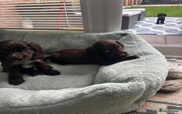 Cocker Spaniel dogs for sale: Show cocker spaniels  - Image 1