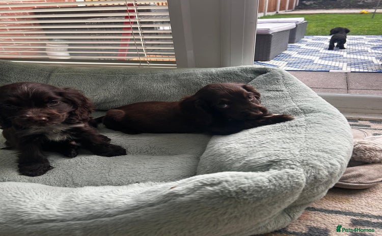 Cocker Spaniel dogs - Advert 3