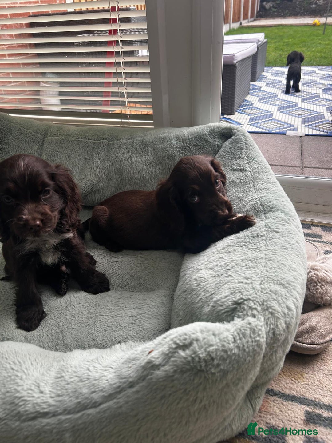 Cocker Spaniel dogs for sale: Show cocker spaniels  - Image 1