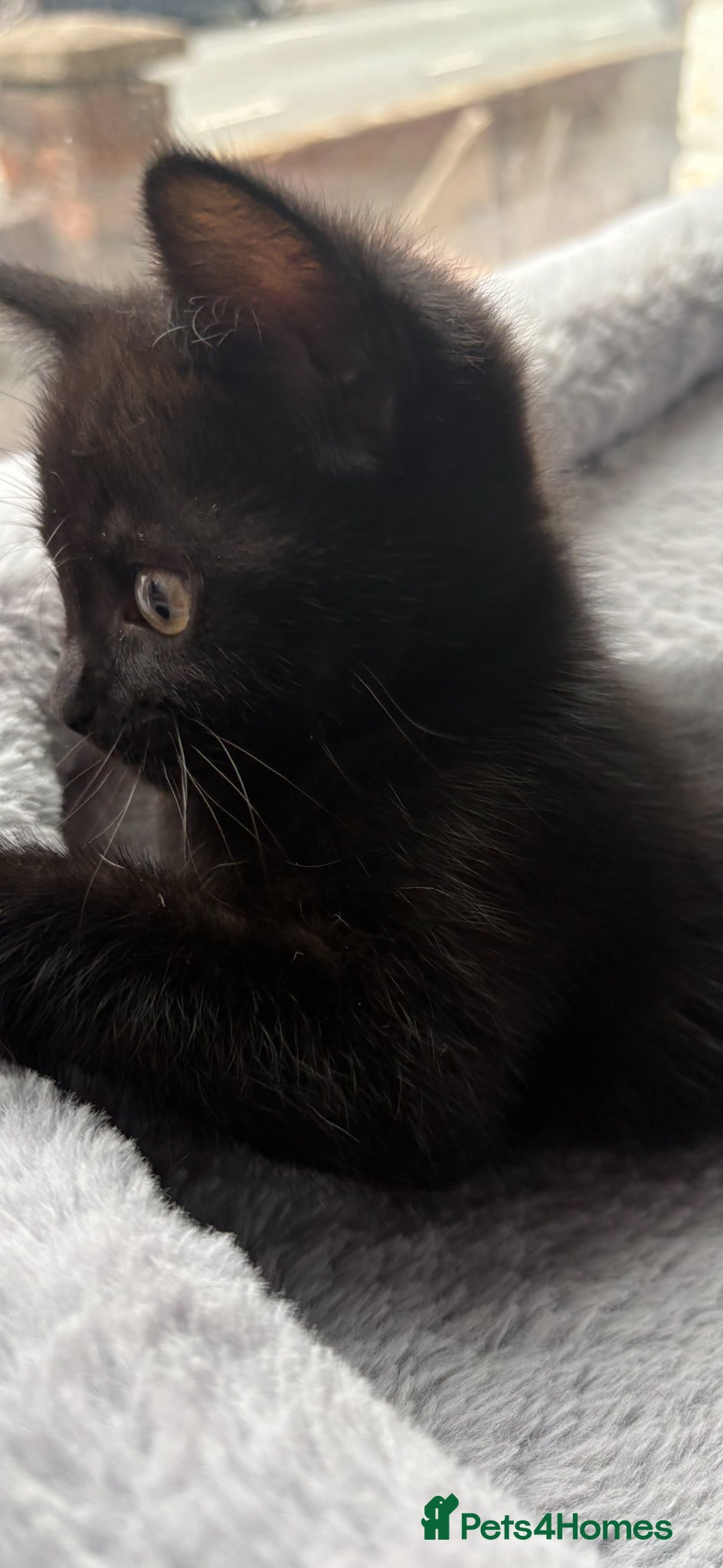 Mixed Breed cats Female Kitten for sale  - Advert 1
