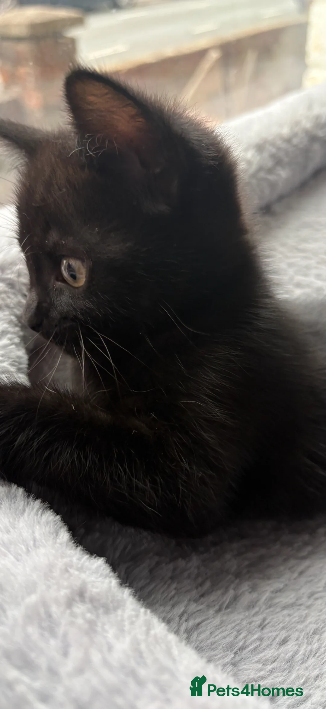 Mixed Breed cats for sale: Female Kitten for sale  in Reading - Advert 1