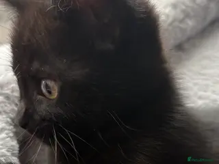 Mixed Breed cats Female Kitten for sale - Advert 1