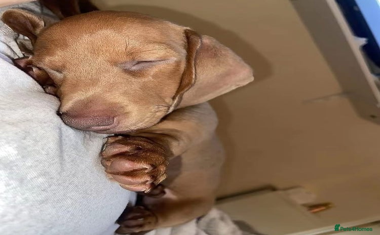 Miniature Dachshund dogs in Stevenage - Advert 10