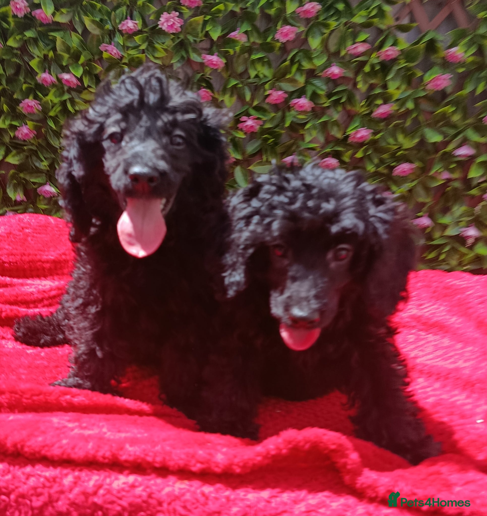 Cavapoo dogs for sale: FULLY VAX F1 CAVAPOO EXTENSIVELY H TESTED TOY SIZE - Advert 5