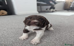 English Springer Spaniel dogs for sale: KC registered, Springer spaniel puppies  - Image 13