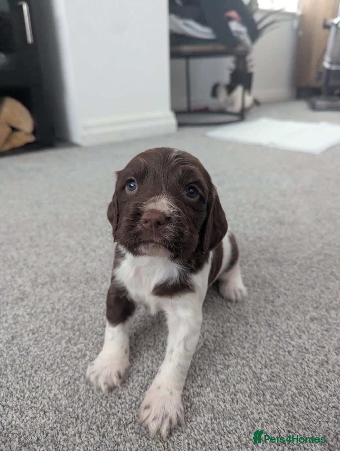 English Springer Spaniel dogs for sale: KC registered, Springer spaniel puppies  - Image 13