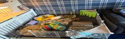 Guinea Pig rodents for sale: 2 male boar guinea pigs  - Advert 4