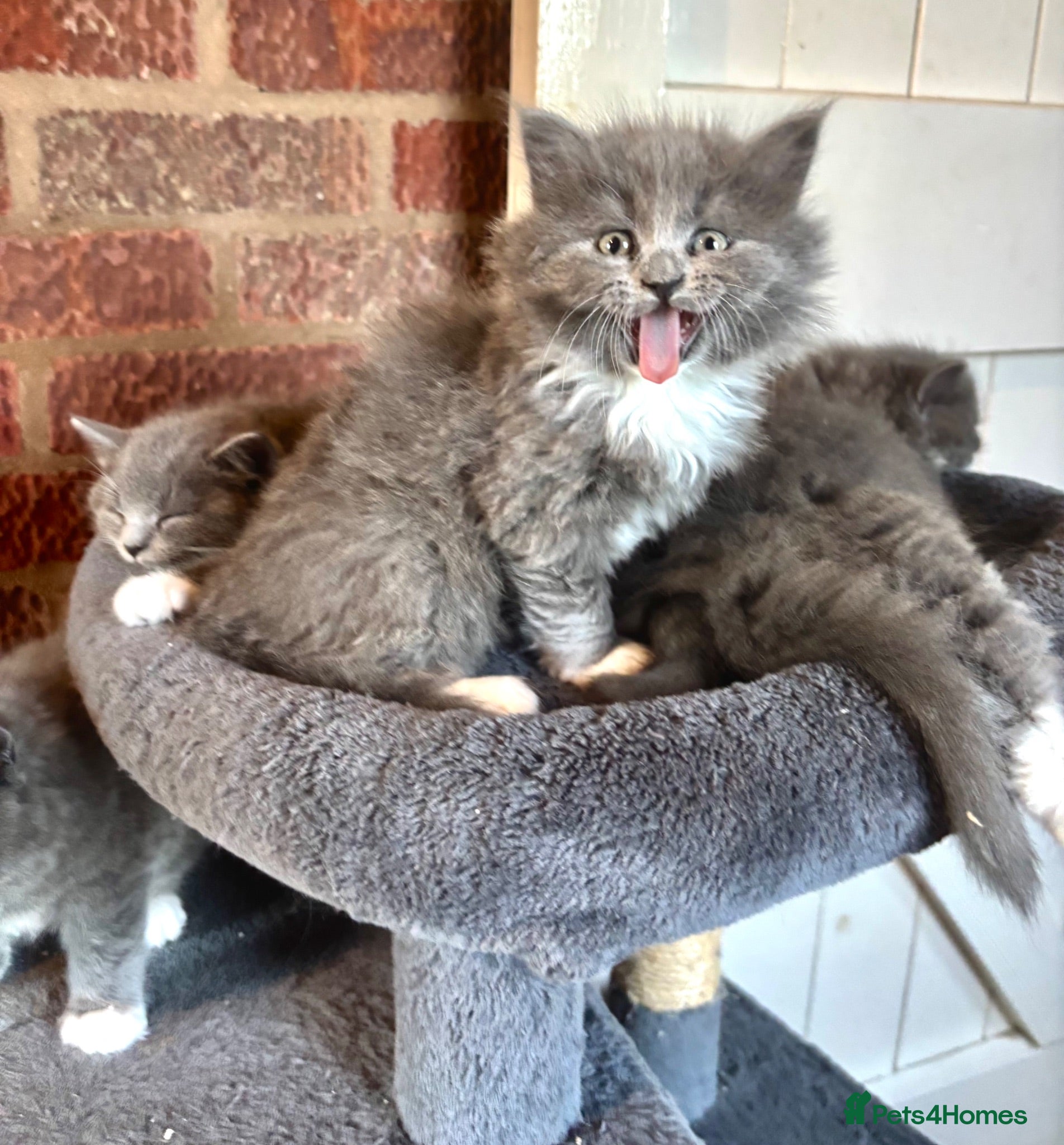 Ragdoll cats ‘Adorable’ Ragdoll x British shorthair kittens - Advert 1