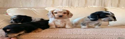 Cocker Spaniel dogs for sale:  Show Type Cocker spaniels for sale - Advert 3