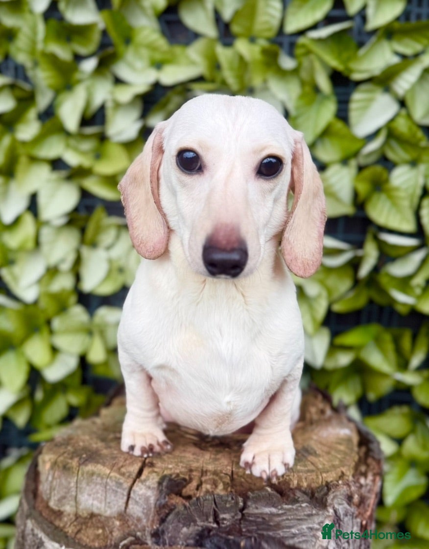 Miniature Dachshund dogs Award winning Breeder-KC Ivory Cream Smoothcoat  - Advert 1