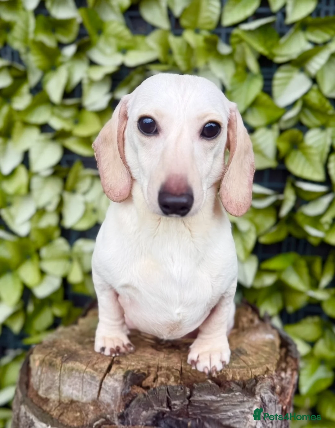 Miniature Dachshund dogs for stud: Award winning Breeder-KC Ivory Cream Smoothcoat  - Advert 1