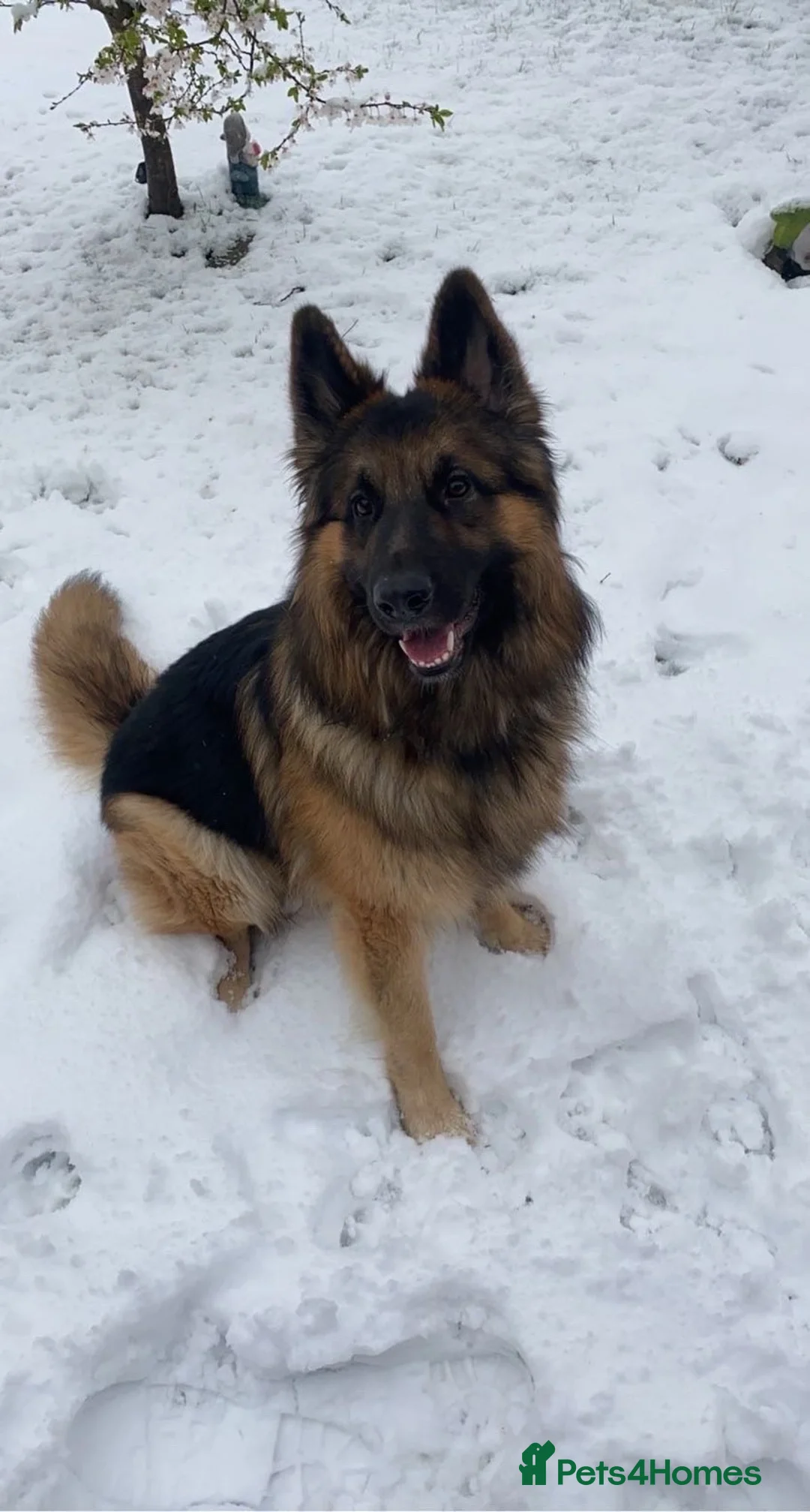 German Shepherd dogs for sale: German Shepard boy  - Advert 2