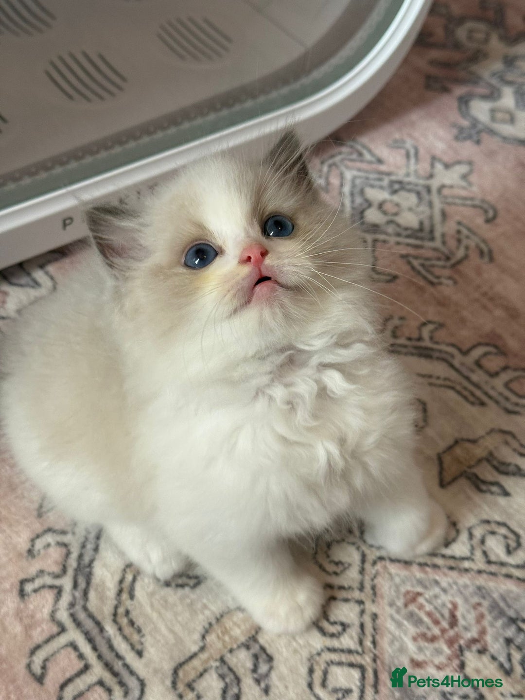 Ragdoll cats for sale: Blue eyes Blue-Bicolor kittens  - Image 29