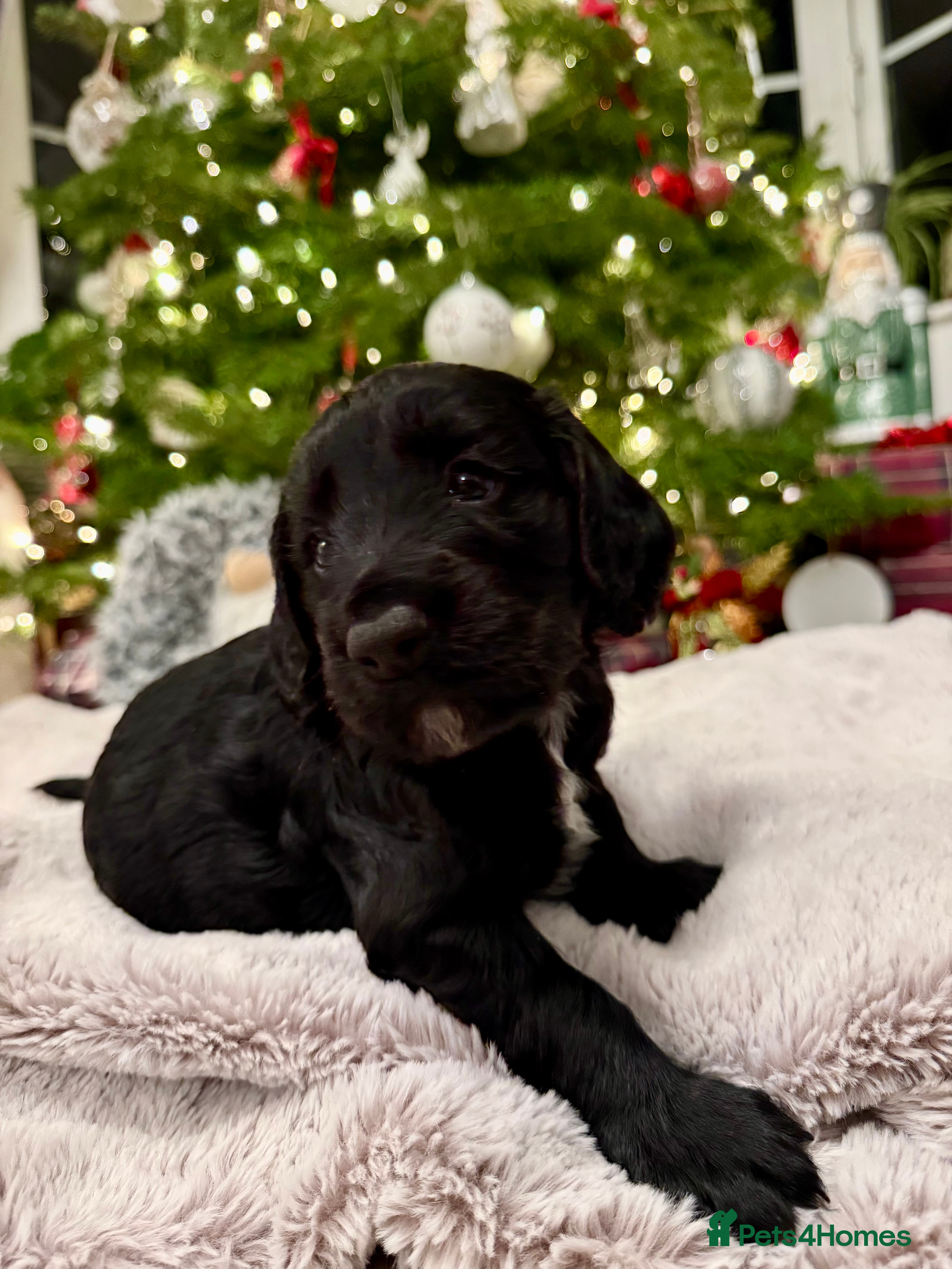 Cocker Spaniel dogs 7 cocker spaniel puppies for sale  - Advert 5