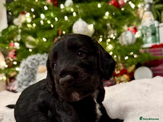 Cocker Spaniel dogs 7 cocker spaniel puppies for sale - Advert 4