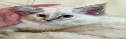 Ragdoll cats for sale: 3 stunning ragdoll girls available  - Advert 3