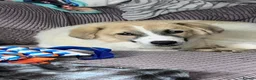 Mixed Breed dogs for adoption: LiA – Gentle, Observant & Full of Heart 💛🐾 - Advert 3
