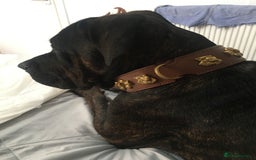Cane Corso dogs for sale: 12 month cane corso Anna  - Image 2