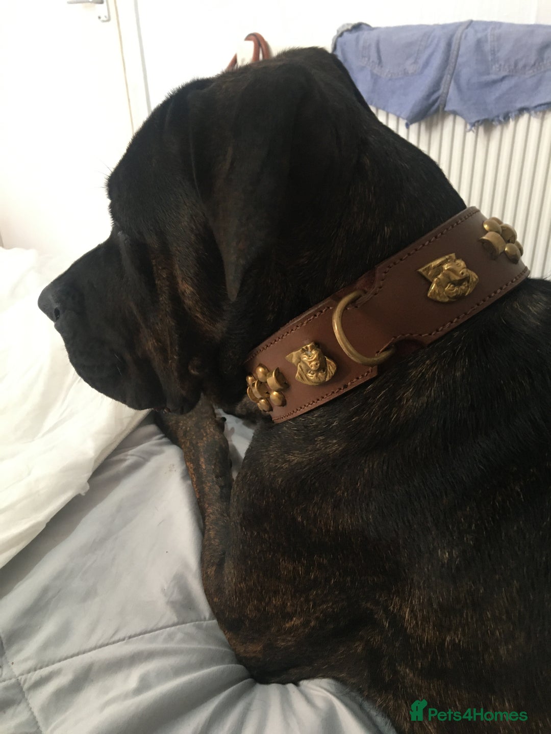 Cane Corso dogs for sale: 12 month cane corso Anna  - Image 2