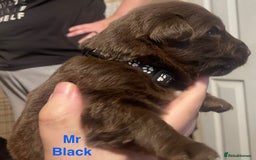 German Shepherd dogs for sale: Straight-topline German Shepherd puppies - Image 15