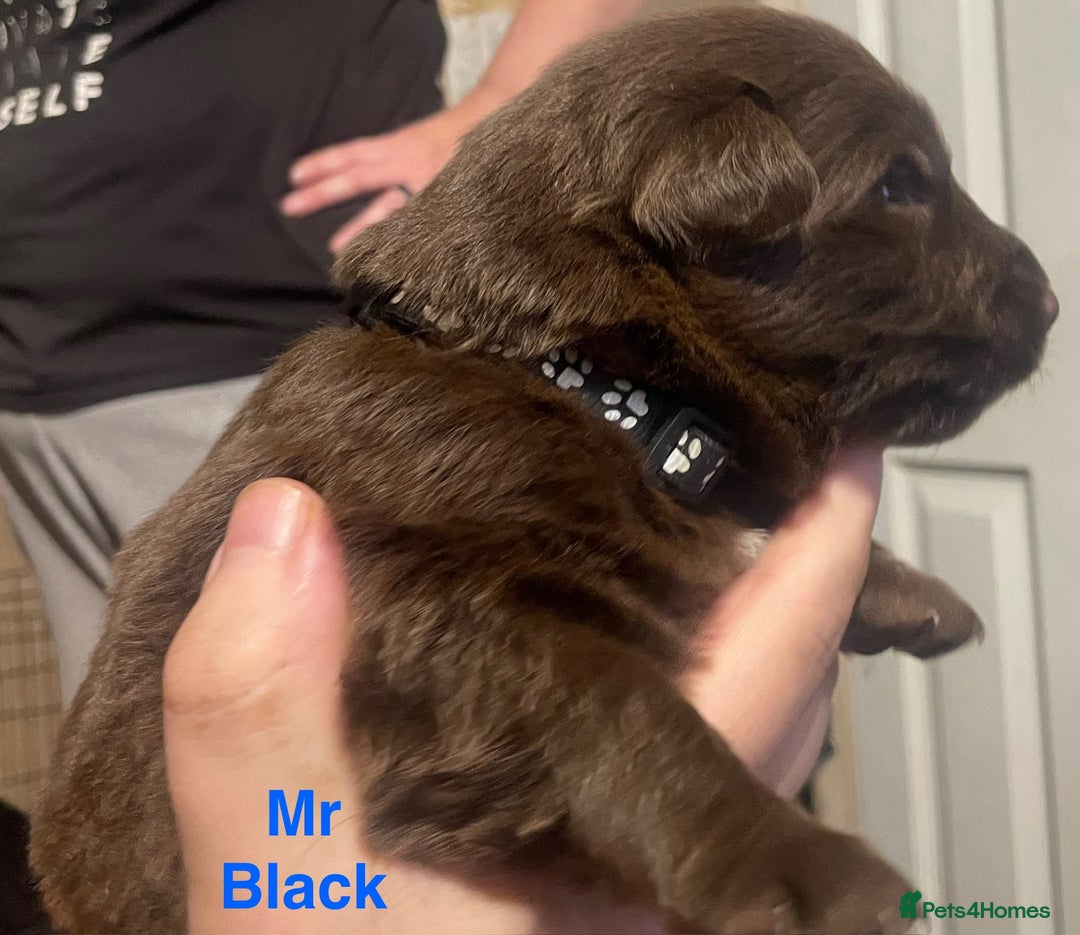 German Shepherd dogs for sale: Straight-topline German Shepherd puppies - Image 15