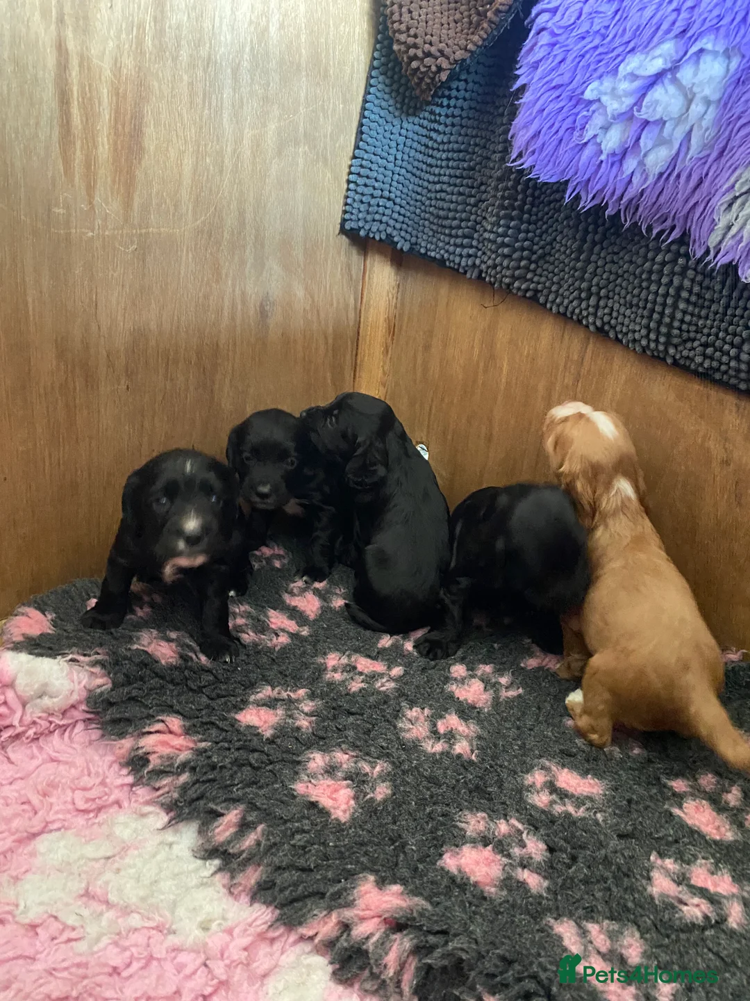 Cocker Spaniel dogs for sale: Cocker spaniel puppies  - Advert 8