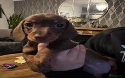 Miniature Dachshund dogs for sale: Miniature dachshund puppies  - Advert 4