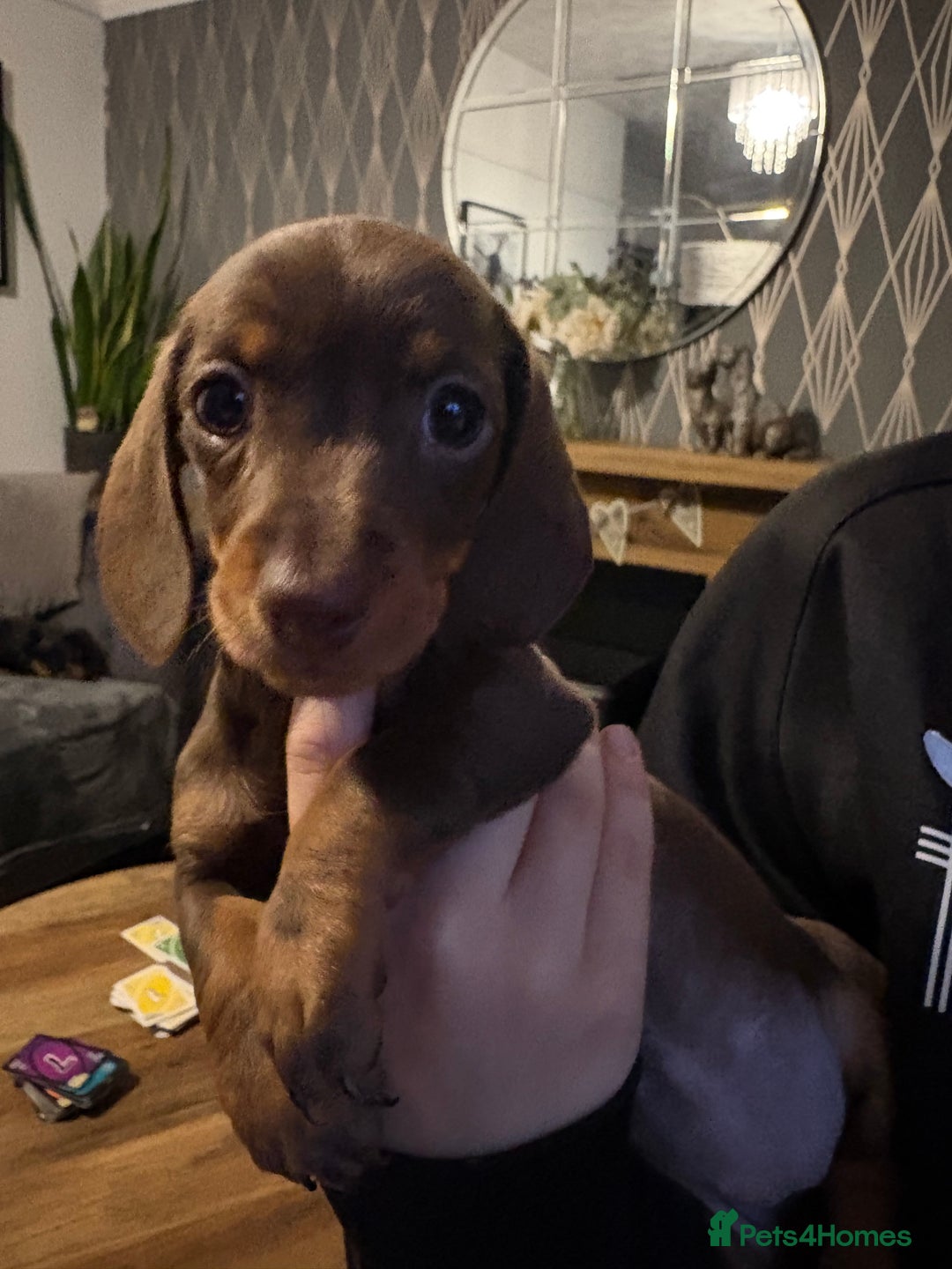 Miniature Dachshund dogs for sale: Miniature dachshund puppies  - Advert 4