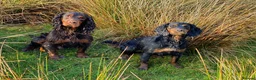 Cocker Spaniel dogs for stud: Sweet natured & handsome cocker stud dog in Bristol - Advert 6