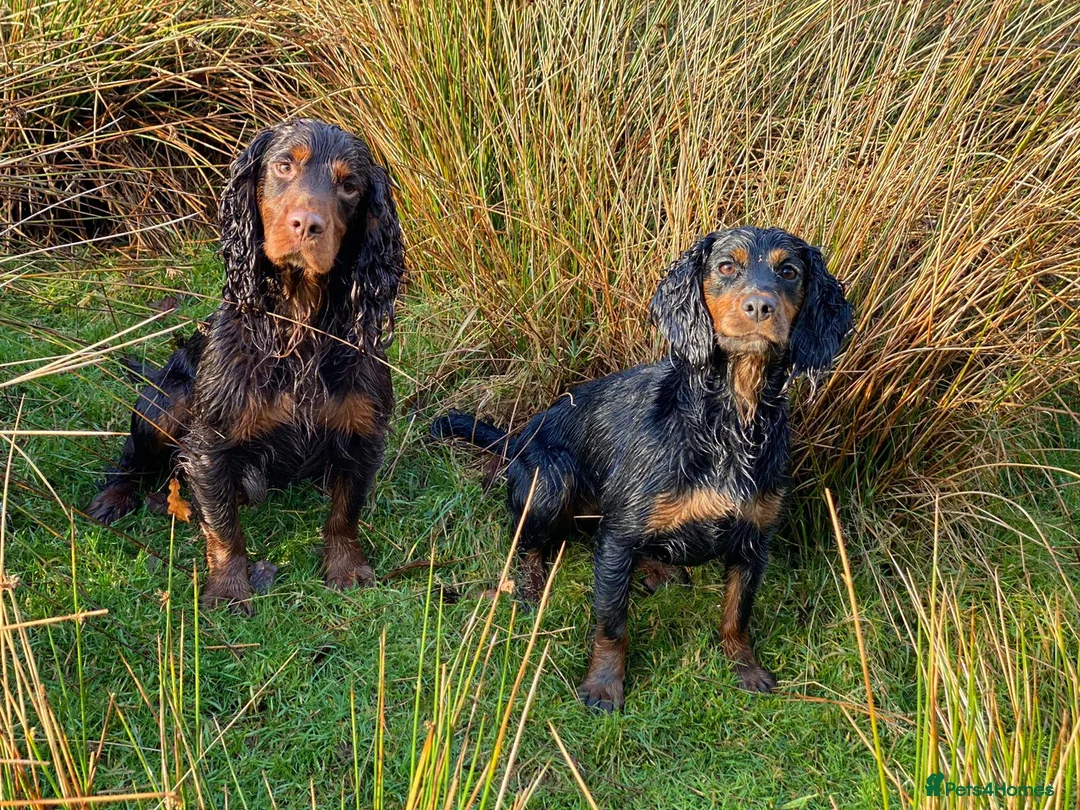 Cocker Spaniel dogs for stud: Sweet natured & handsome cocker stud dog in Bristol - Advert 6