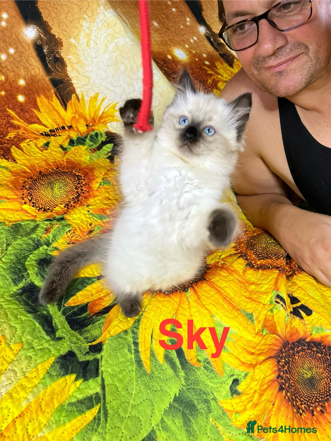 Ragdoll cats for sale: 🐈❤️5 Pure Ragdolls Waiting for Loving Family❗️❤️ - Image 28