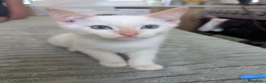 Siamese 1