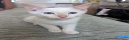 Siamese cats for sale: Flame point siamese  - Advert 3